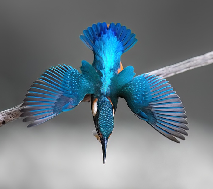 Ansitzfotografie Eisvogel