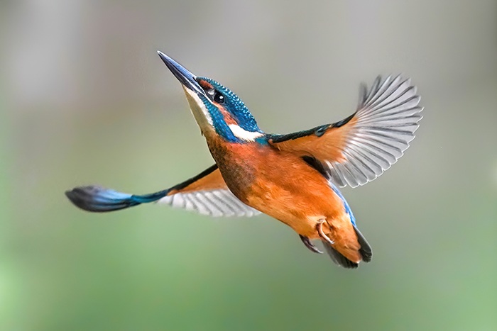 Eisvogel Fotoansitz