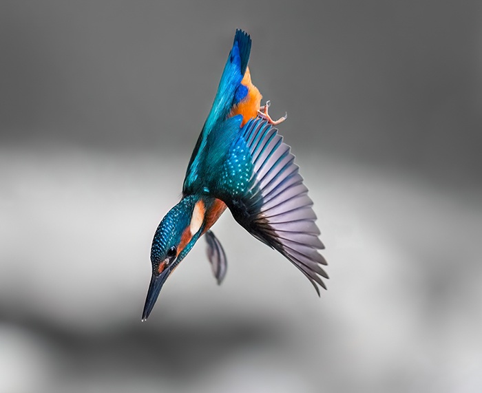 Eisvogel Fotoansitz