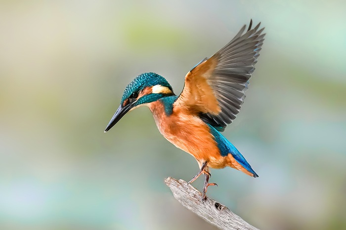 Ansitzfotografie Eisvogel