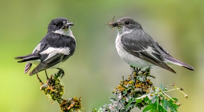 Ansitzfotografie Vögel Kleinvögel
