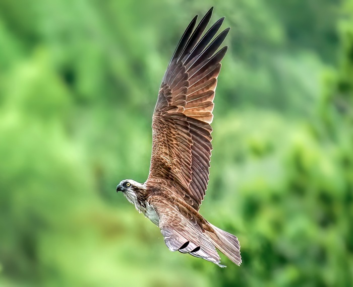 Ansitzfotografie Vögel