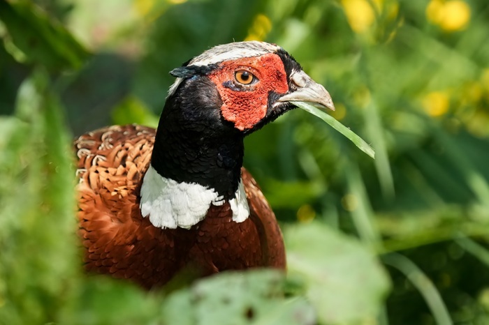 Fasan Fotoansitz