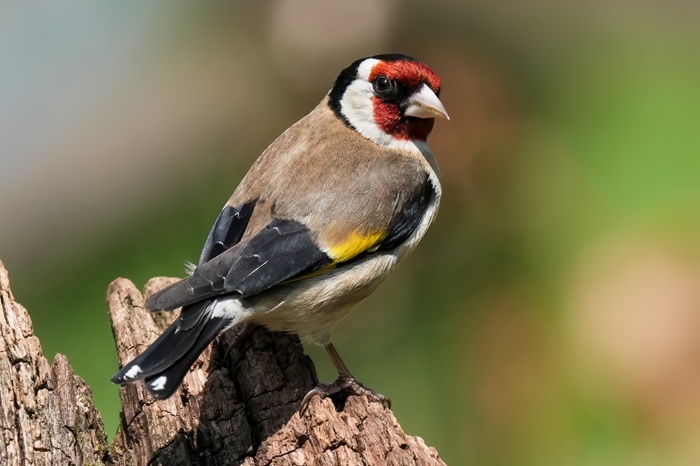 Fotoansitz Vögel