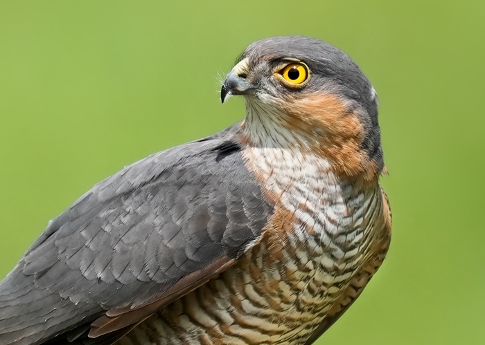 Vogel Ansitzfotografie