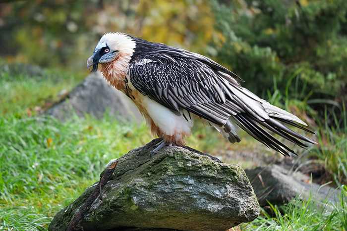 Bartgeier Lämmergeier