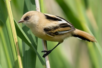 bartmeise