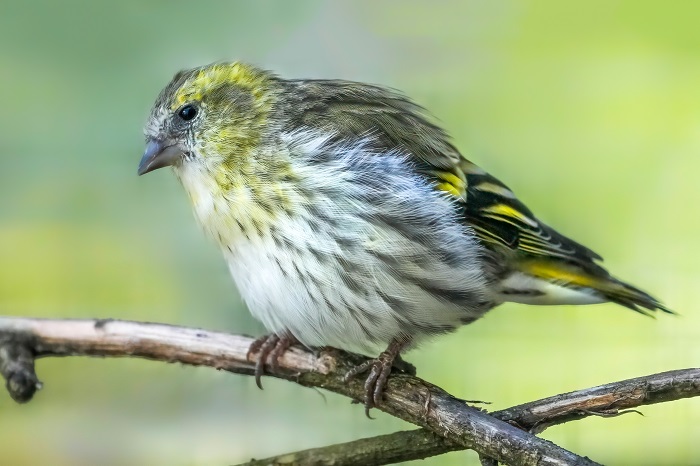 Vögel Vogelarten Bayern