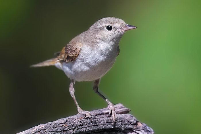 Berglaubsänger