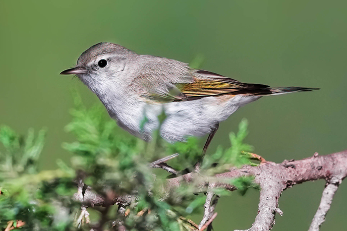 Berglaubsänger
