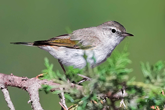 Berglaubsänger