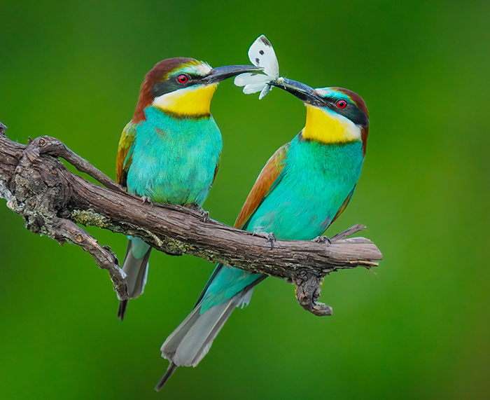 Bienenfresser fotografieren Fotoversteck