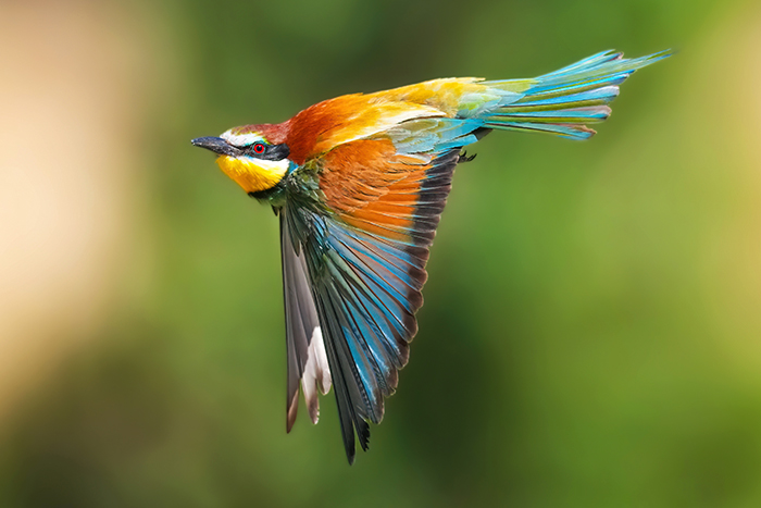 Bienenfresser im Flug fotografieren