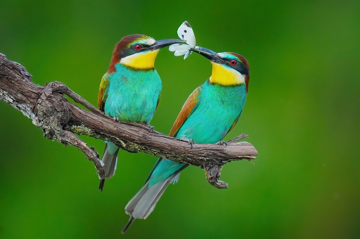 Bienenfresser fotografieren Fotoversteck