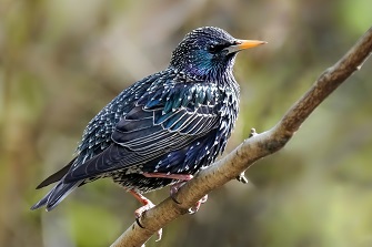 Star Singvogel