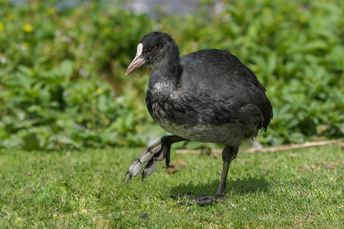 Blässhuhnjungvogel