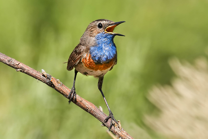 Blaukehlchen
