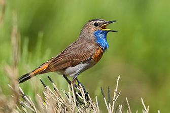 Blaukehlchen