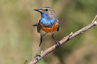 Blaukehlchen