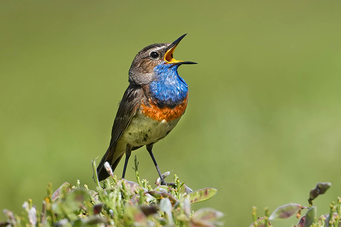 singendes Blaukehlchen