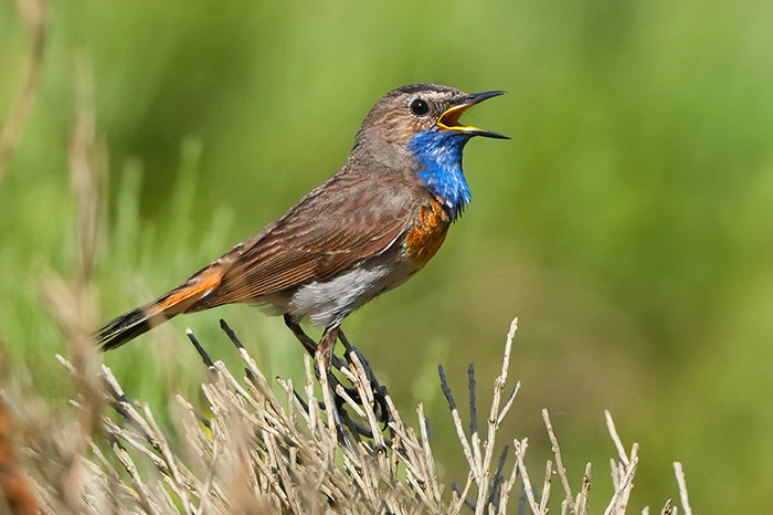 Blaukehlchen