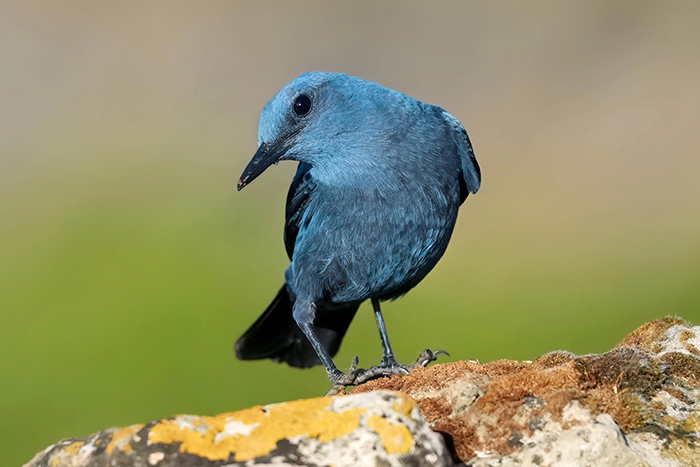 Blaumerle