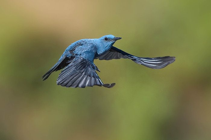 Blaumerle im Flug