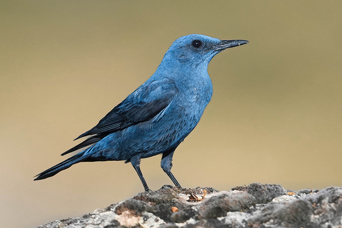 Blaumerle Männchen