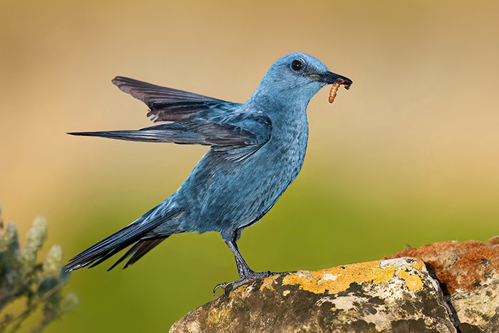 Blaumerle