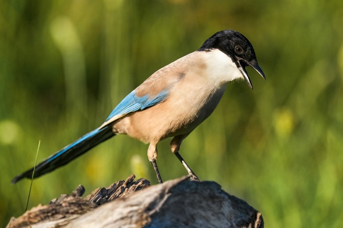 Blauelster