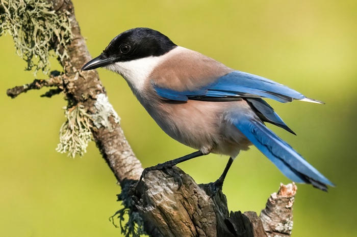 Blauelsgter