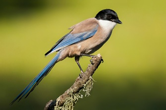 Blauelster
