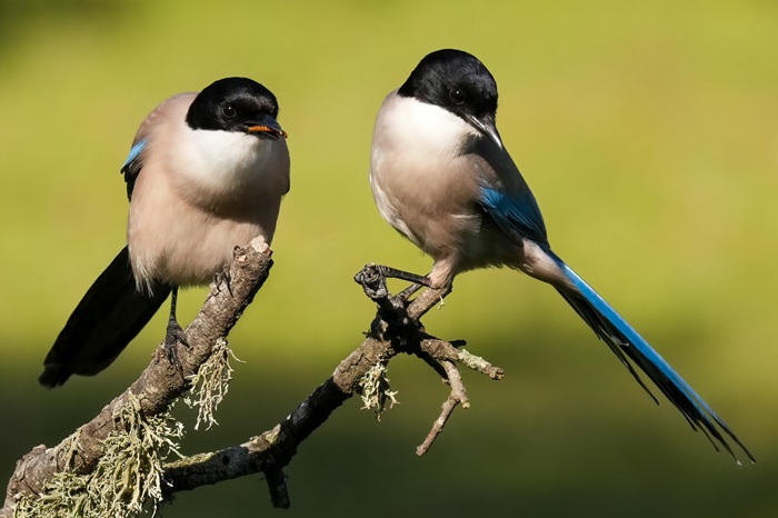 Blauelstern