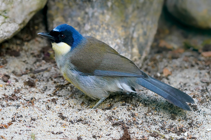 Blaukappenhäherling