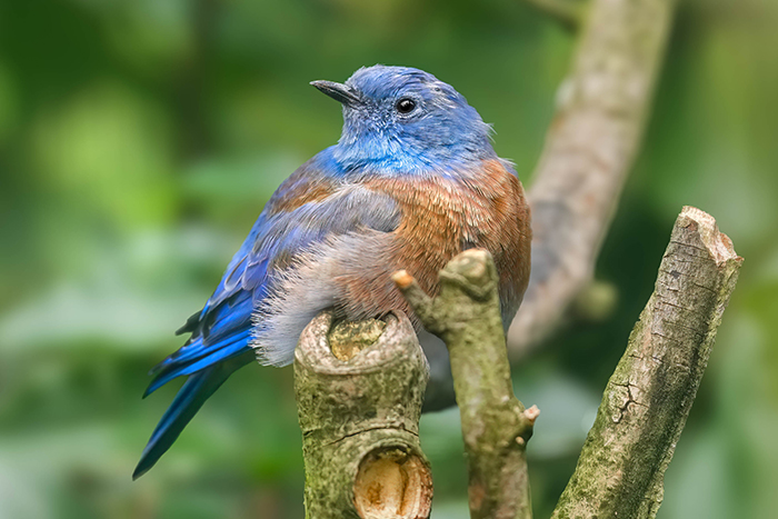 Blaukehlhüttensänger