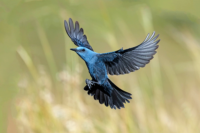 Blaumerle Männchen