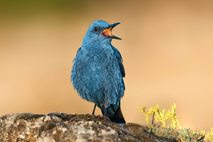 Blaumerle