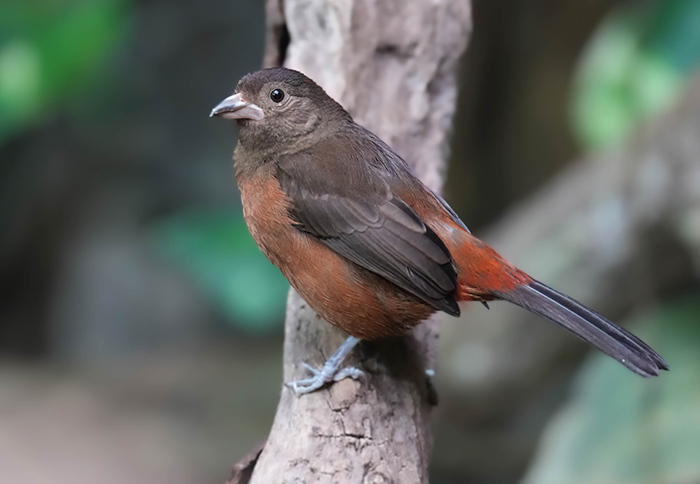 Brasiltangare Weibchen