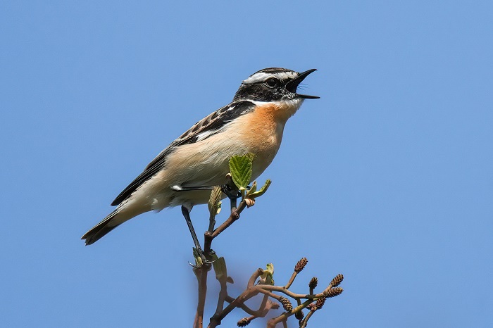 Braunkehlchen