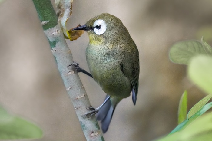 Brillenvogel