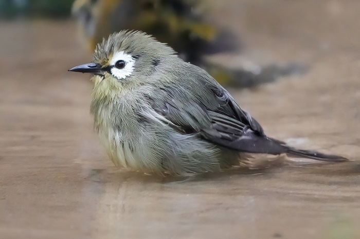 Brillenvogel