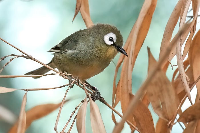 Kilimandscharo Brillenvogel