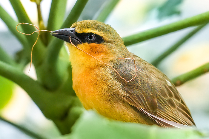 Brillenweber Vogel