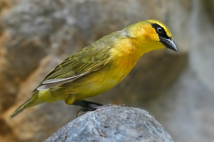 Vögel Vogelarten Afrika