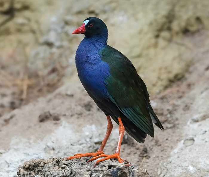 Bronzesultanshuhn