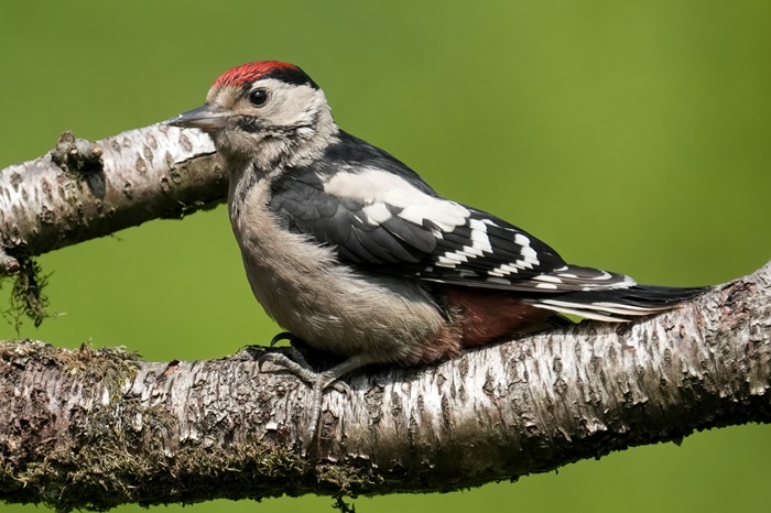 junger Buntspecht