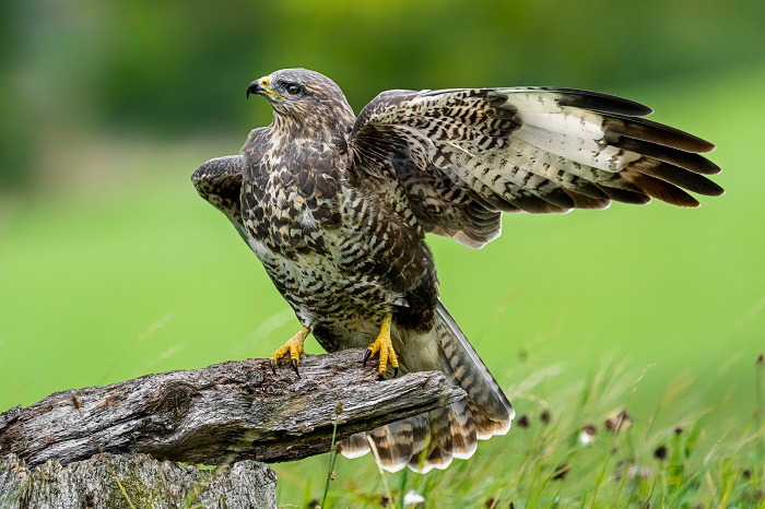 Greifvogel Fotoversteck