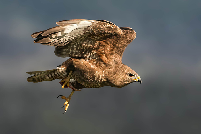 Ansitzfotografie Mäusebussard