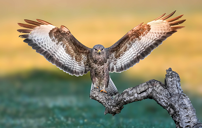 Bussard Ansitz Fotoansitz
