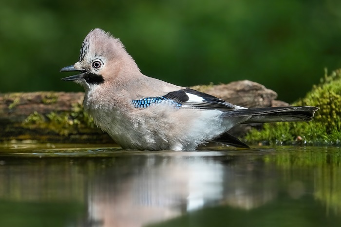 Vogel fotoversteck Niederlande